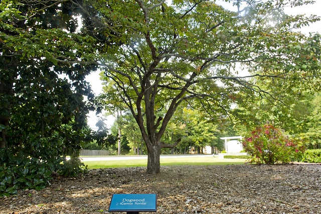 Preview of one of Alpharetta's arboretums